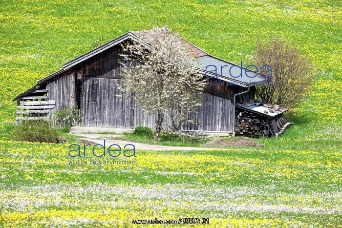 : Wooden barn in landscape with flowering common dandelion : Wooden barn in landscape with flowering common dandelion