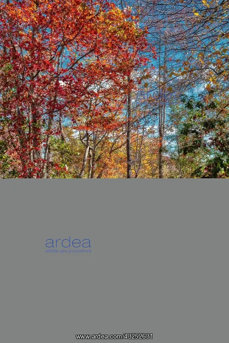 : Wooden boardwalk in the autumn : Wooden boardwalk in the autumn