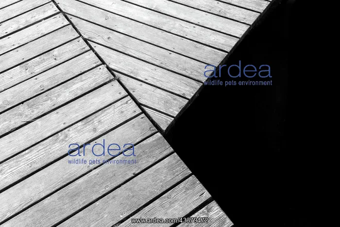 : Detail of a wooden boardwalk pier over a lake in : Detail of a wooden boardwalk pier over a lake in