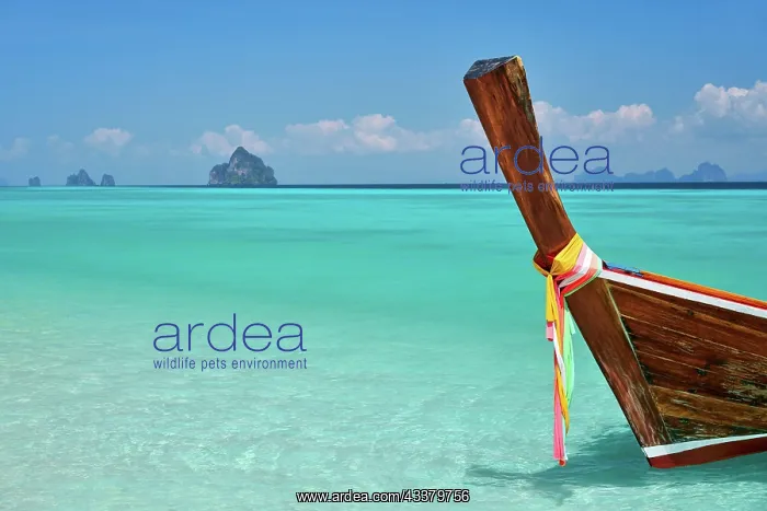 : Wooden boat at tropical paradise beach with copy : Wooden boat at tropical paradise beach with copy