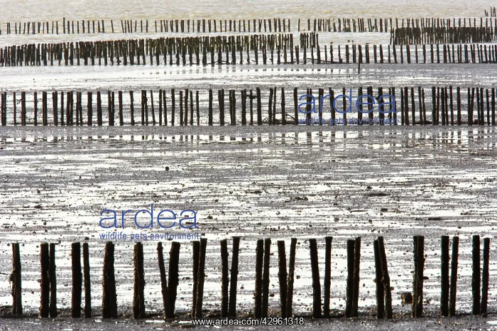 : Wooden Breakwaters : Wooden Breakwaters