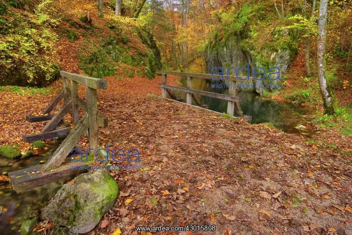 : Wooden Bridge over clear creek in forest Autumn : Wooden Bridge over clear creek in forest Autumn
