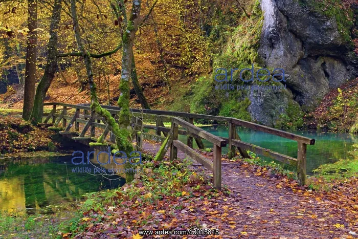 : Wooden Bridge over clear creek in forest Autumn : Wooden Bridge over clear creek in forest Autumn