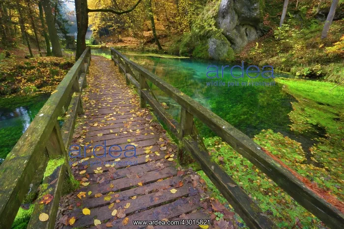 : Wooden Bridge over clear creek in forest Autumn : Wooden Bridge over clear creek in forest Autumn