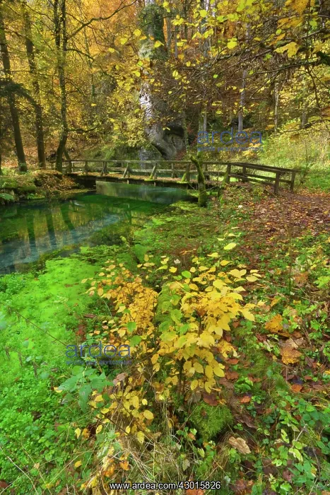 : Wooden Bridge over clear creek in forest Autumn : Wooden Bridge over clear creek in forest Autumn