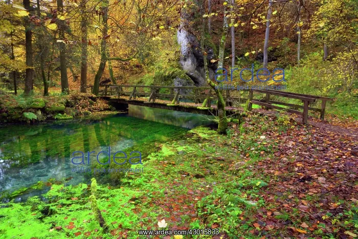 : Wooden Bridge over clear creek in forest Autumn : Wooden Bridge over clear creek in forest Autumn
