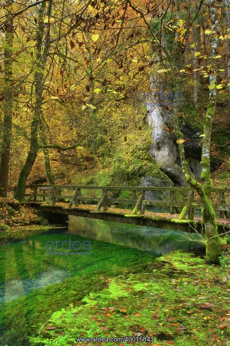 : Wooden Bridge over clear creek in forest Autumn : Wooden Bridge over clear creek in forest Autumn