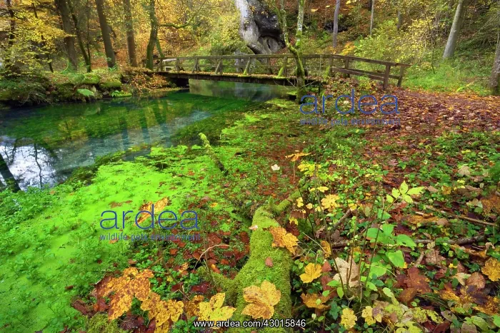 : Wooden Bridge over clear creek in forest Autumn : Wooden Bridge over clear creek in forest Autumn