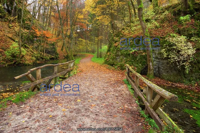 : Wooden Bridge over clear creek in forest Autumn : Wooden Bridge over clear creek in forest Autumn