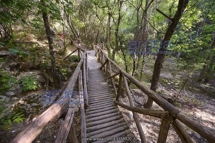 : Wooden bridge leads through a quiet : Wooden bridge leads through a quiet