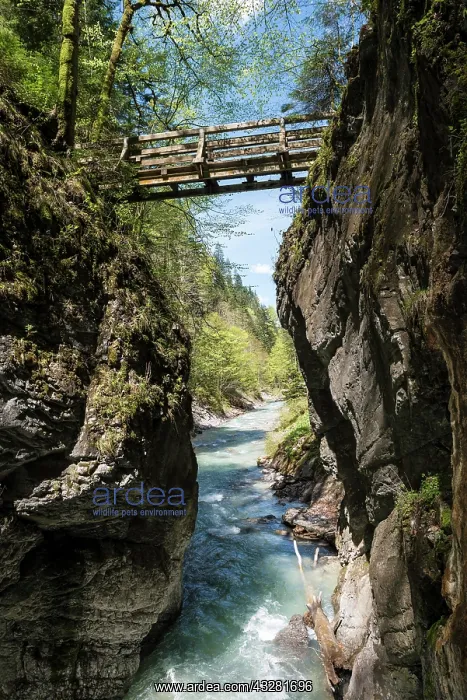 : Wooden bridge over the river Partnach, Partnach : Wooden bridge over the river Partnach, Partnach