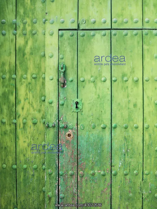 : Wooden Door - with iron spikes : Wooden Door - with iron spikes