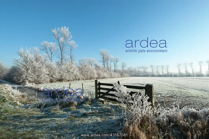 : Wooden farm gate in winter landscape : Wooden farm gate in winter landscape