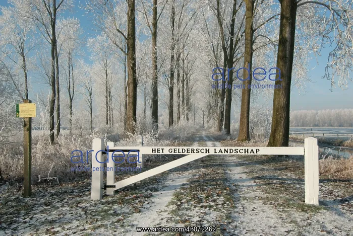 : Wooden fence across a lane bordered by trees in winter : Wooden fence across a lane bordered by trees in winter