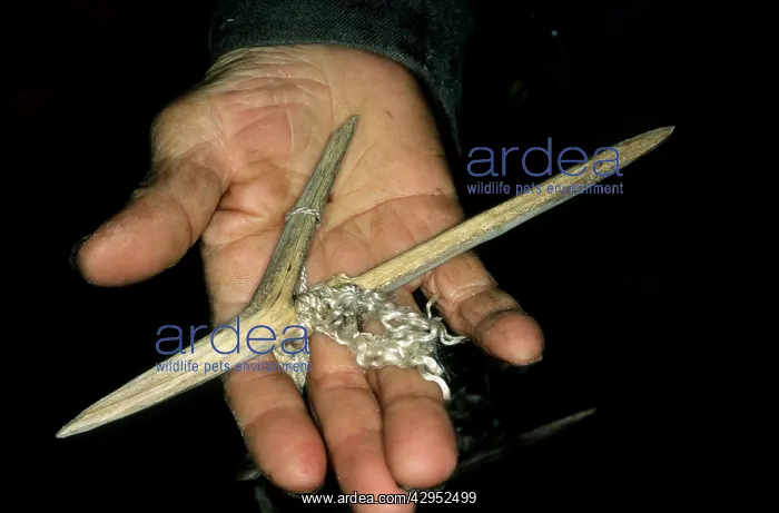 : Wooden fishing hook on palm of a Siberian shaman / : Wooden fishing hook on palm of a Siberian shaman /
