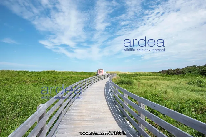 : Wooden footbridge on dune trail, Greenwich Dunes : Wooden footbridge on dune trail, Greenwich Dunes