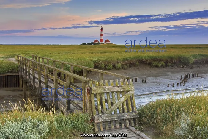 : Wooden footbridge and lighthouse Westerheversand at Westerhe : Wooden footbridge and lighthouse Westerheversand at Westerhe