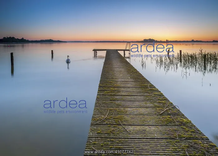 : Wooden footbridge and swan at sunrise on Lake Schaalsee : Wooden footbridge and swan at sunrise on Lake Schaalsee