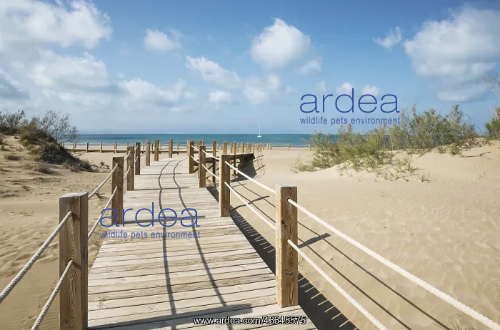 : Wooden footbridges at the beach of Riumar - environs : Wooden footbridges at the beach of Riumar - environs