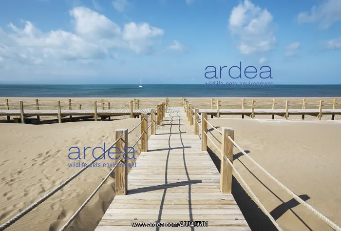 : Wooden footbridges at the beach of Riumar - environs : Wooden footbridges at the beach of Riumar - environs