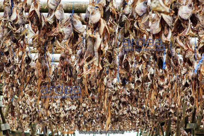 : Wooden frame, dried fish, dried fish, fish heads : Wooden frame, dried fish, dried fish, fish heads