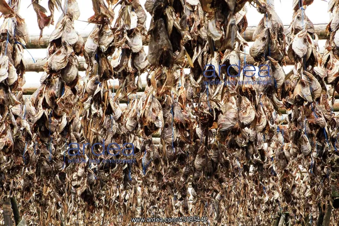 : Wooden frame, dried fish, dried fish, fish heads : Wooden frame, dried fish, dried fish, fish heads