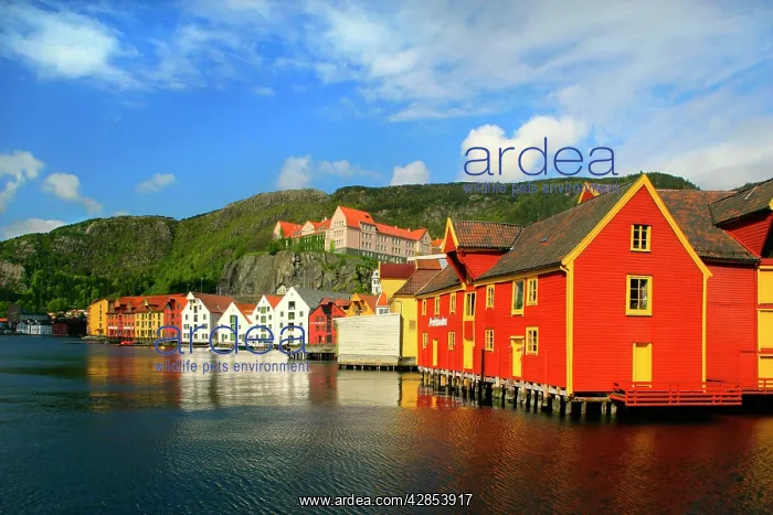 : wooden houses - colourful historic trade and warehouses : wooden houses - colourful historic trade and warehouses