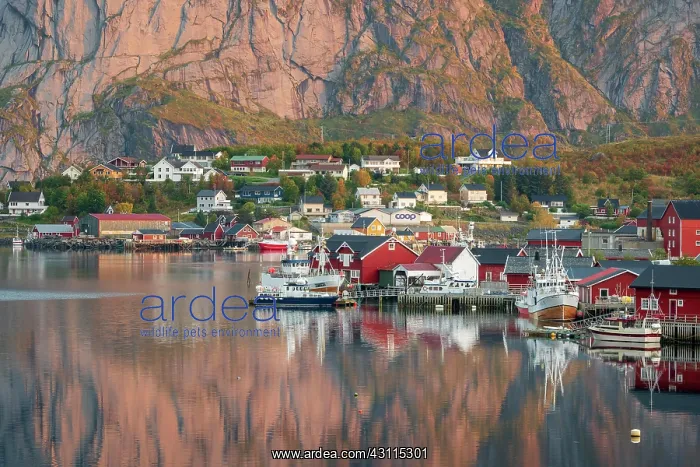 : Wooden houses settlement on Reinefjord with fishing : Wooden houses settlement on Reinefjord with fishing