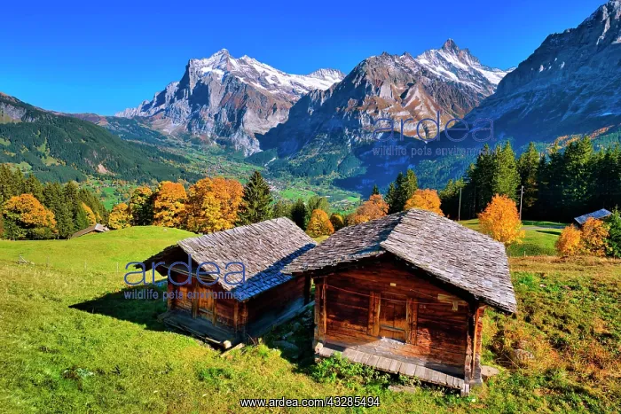 : Wooden huts above Grindelwald, behind them Wetterhorn : Wooden huts above Grindelwald, behind them Wetterhorn