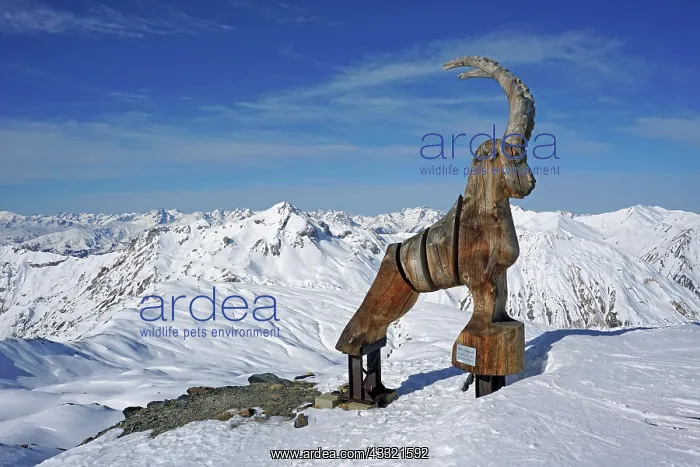 : Wooden ibex figure, work of art, snow-capped mountains : Wooden ibex figure, work of art, snow-capped mountains