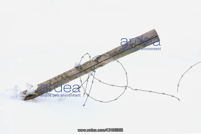 : Wooden pole with barbed wire in a meadow covered : Wooden pole with barbed wire in a meadow covered