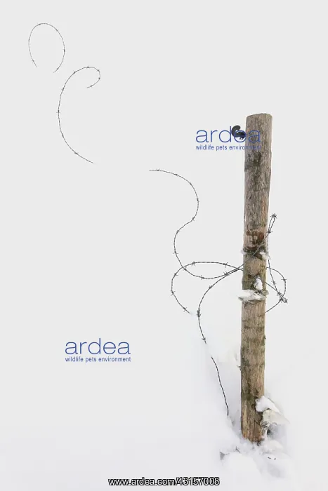  : Wooden pole with barbed wire in a meadow covered