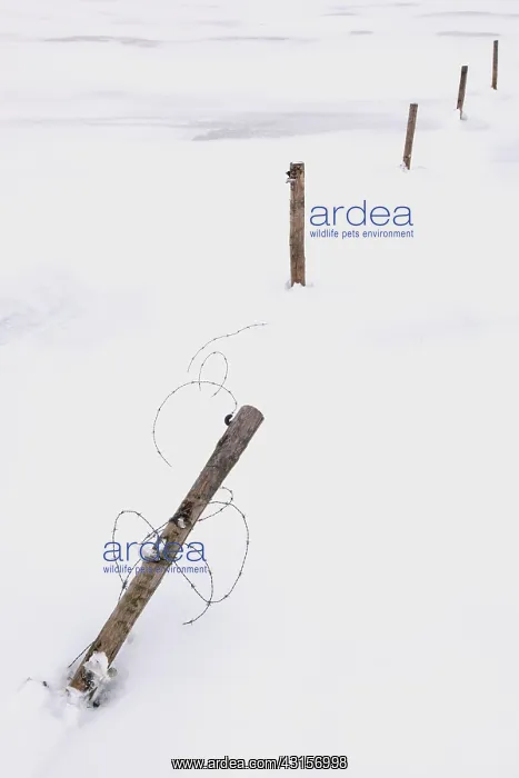 : Wooden poles with barbed wire in a meadow covered : Wooden poles with barbed wire in a meadow covered