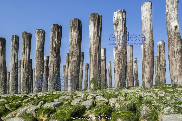 : Wooden poles of groyne, breakwater to avoid beach : Wooden poles of groyne, breakwater to avoid beach