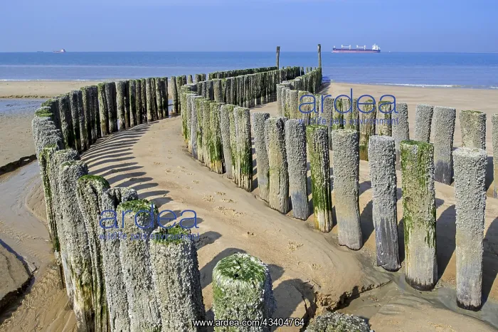: Wooden poles of groyne, breakwater to avoid beach : Wooden poles of groyne, breakwater to avoid beach