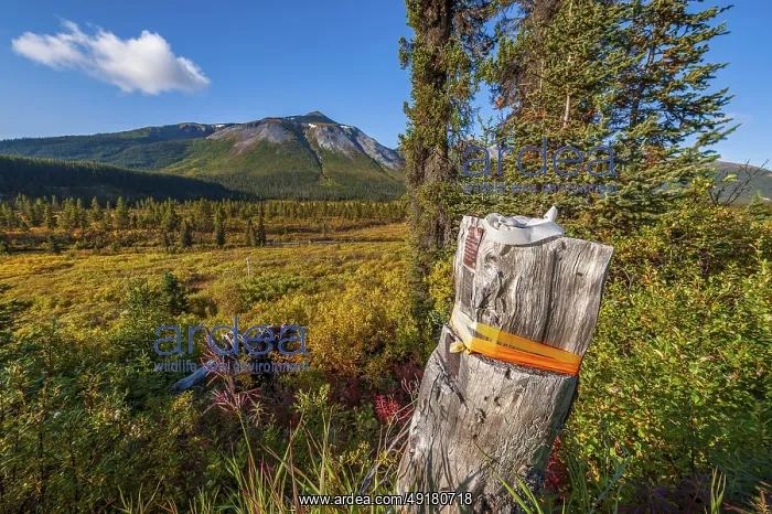 : A wooden post marking a corner of a mineral claim staked in northern British Columbia : A wooden post marking a corner of a mineral claim staked in northern British Columbia