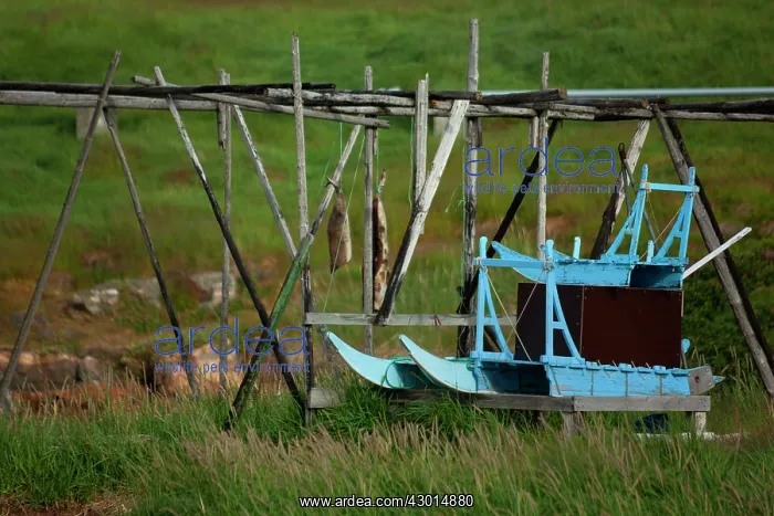 : Wooden Sledge traditional wooden sledge on a meadow Summer : Wooden Sledge traditional wooden sledge on a meadow Summer