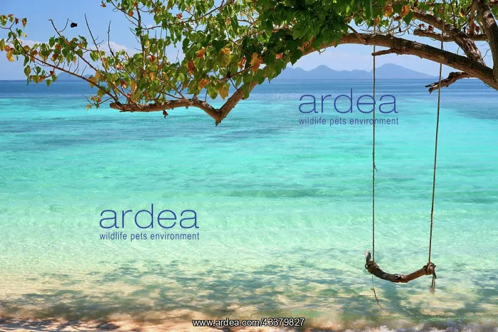 : Wooden swing on tropical beach. Travel destinati : Wooden swing on tropical beach. Travel destinati