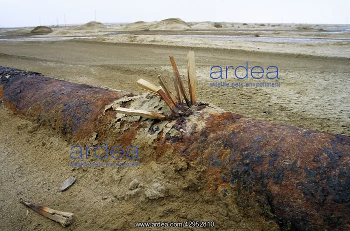 : Wooden wedges are used to fix a leakage - an old : Wooden wedges are used to fix a leakage - an old