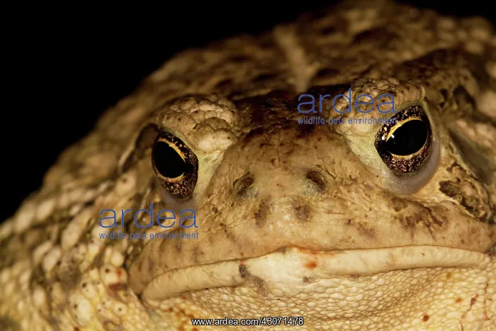 : Woodhouse's Toad : Woodhouse's Toad
