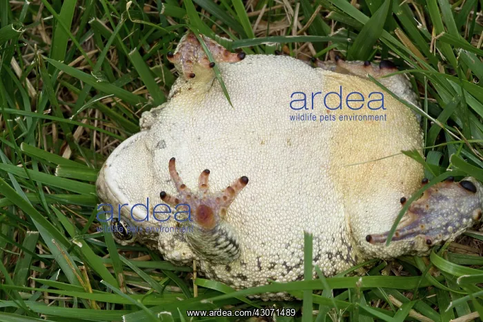  : Woodhouse's Toad