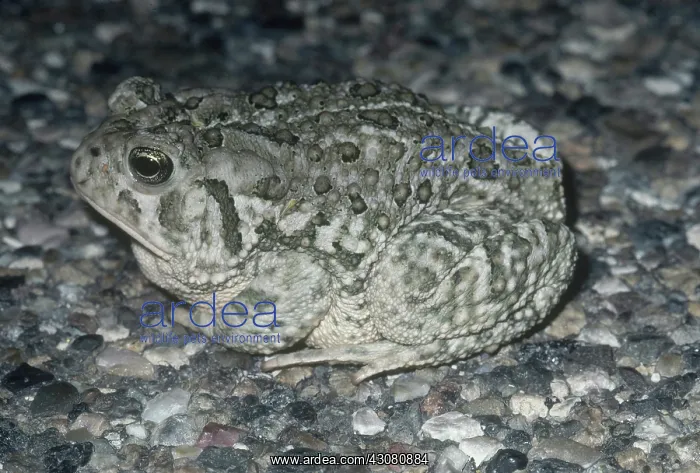 : Woodhouse's Toad : Woodhouse's Toad