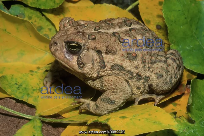 : Woodhouse's Toad : Woodhouse's Toad