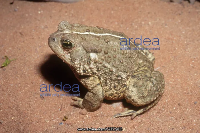 : Woodhouse's Toad : Woodhouse's Toad