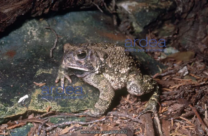 : Woodhouse's Toad : Woodhouse's Toad