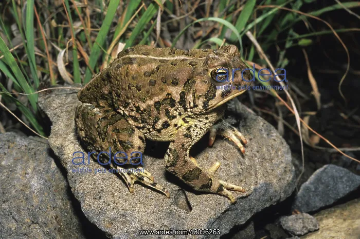 : Woodhouse's Toad : Woodhouse's Toad