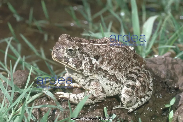 : Woodhouse's Toad : Woodhouse's Toad