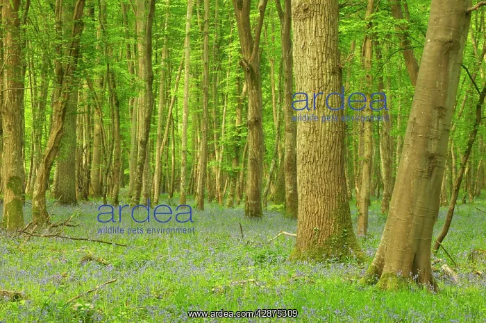 : Woodland. With Bluebells : Woodland. With Bluebells