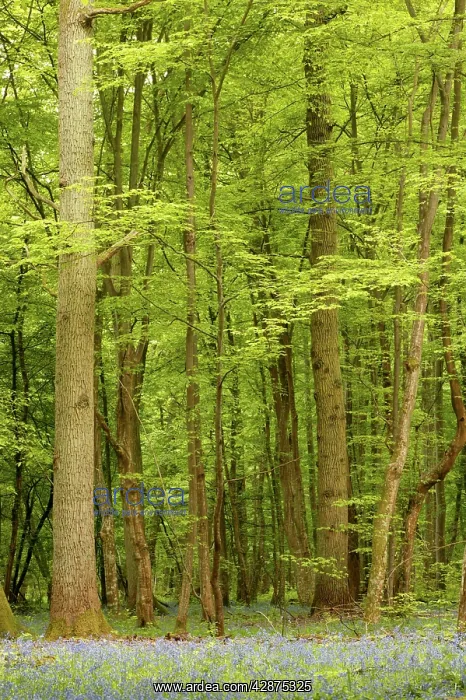 : Woodland. With Bluebells : Woodland. With Bluebells