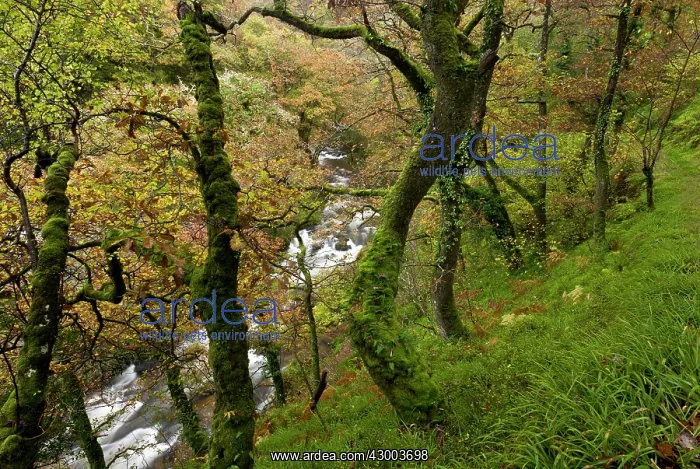: Woodland. Old Sessile Oak woodland in the West Lyn valley above Watersmeet : Woodland. Old Sessile Oak woodland in the West Lyn valley above Watersmeet